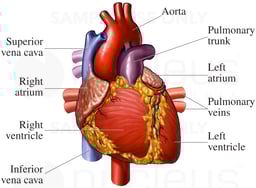 Heart Anatomy - Anterior (Front) View