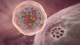 Influenza Virus Particle encased in a Cell Membrane Sac with Cell Nucleus Labeled