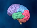 Left Lateral view of the Brain (color coded lobes)
