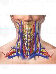Anatomy of the Cervical Region (Neck)
