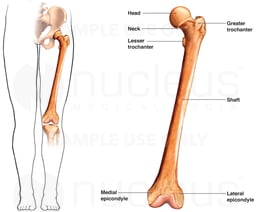 Femur (thigh bone)