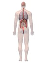 Anatomy of the Digestive and Respiratory System, 3D Posterior Male