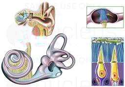 Anatomy of the Inner Ear