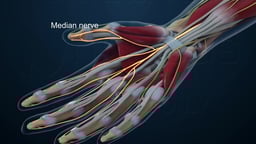 Hand Anatomy with Median Nerve and Musculature