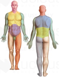 Rule of Nines for Body Areas