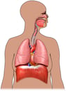 Male Torso with Respiratory System, Anterior View
