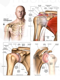 Anatomy of the Shoulder and Rotator Cuff