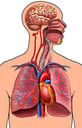 Male Torso with Heart, Lungs and Brain, Anterior View