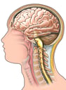 Brain and brain stem, lateral view