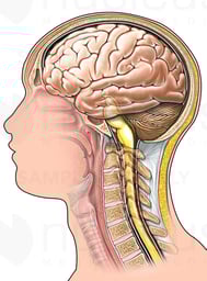 Brain and brain stem, lateral view