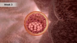 Cross Section of Blastocyst