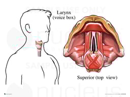 The Larynx
