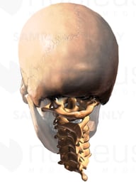 Posterior Cervical Spine and Skull