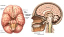 Normal Anatomy of the Brain and Cranium