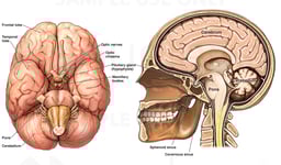 Normal Anatomy of the Brain and Cranium