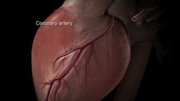 Left Heart Anatomy with Highlighted Coronary Artery