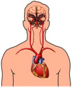 Male Head and Thorax Outline with Brain and Heart, Anterior View