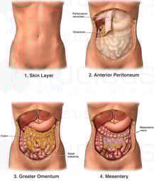 Layers of the Anterior Abdomen