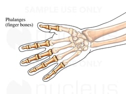 The Phalanges of the Hand
