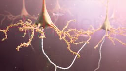 Network of Neurons within the Brain - Labeled