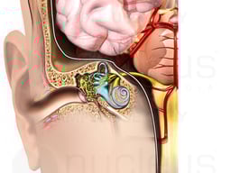 Coronal Ear and Brain Anatomy