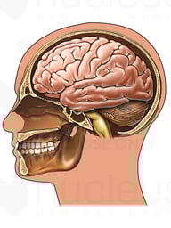 Skull with Brain, Lateral View