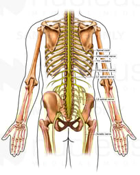 Anatomy of the Spinal Nerves