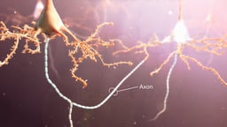 Neuron with Axon Labeled