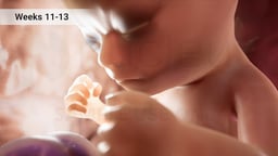Fetal Period: Weeks 11-13 of Pregnancy