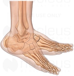 Foot Flexion with Bones, Lateral View