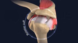 Rotator Cuff Anatomy and Shoulder Joint Structure