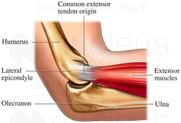 Elbow: Lateral (Side) View