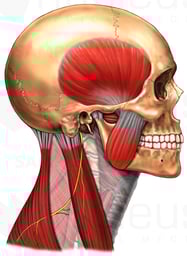 Anatomy of the Spinal Accessory Nerve