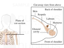 Normal Shoulder Joint Viewed from Above
