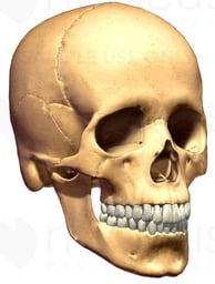 Adult Skull 3D, Anterior/Lateral View