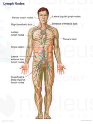 Lymphatic System