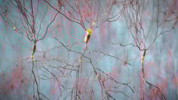 Brain and Mental Health