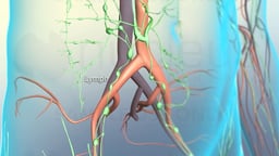 Lymph and Lymph Node Circulation