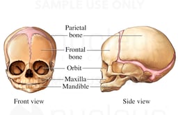 Bones of the Fetal Skull