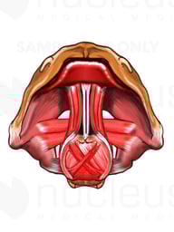 Vocal Cords (Larynx), Superior View