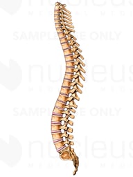 Anatomy of the Spinal Column (Spine)