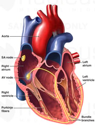 Heart - Cardiac Conduction System