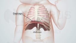 Infant Anatomy: Diaphragm and Abdominal Cavity