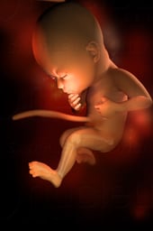 Week 29 in Fetal Development - Bones Hardening