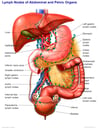 Lymph Nodes of the Abdominal and Pelvic Organs