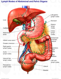 Lymph Nodes of the Abdominal and Pelvic Organs