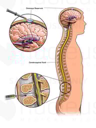Spine within Male Figure: Sagittal View