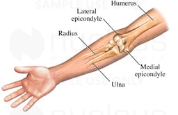 Elbow: Anterior (Front) View