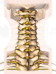 Posterior Cervical Spine and Nerves