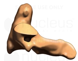 C2 Vertebra, Lateral View